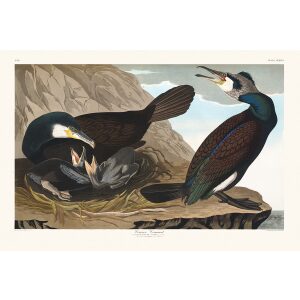 John James Audubon Birds of America Plate 266 Common Comorant Giclée Print