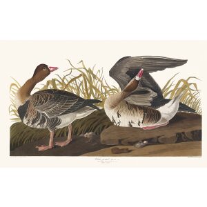 John James Audubon Birds of America Plate 286 White fronted Goose Giclée Print