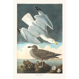 John James Audubon Birds of America Plate 291 Herring Gull Giclée Print