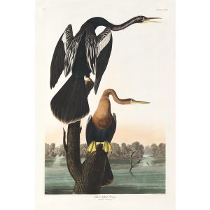 John James Audubon Birds of America Plate 316 Black bellied Darter Giclée Print