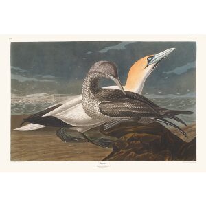 John James Audubon Birds of America Plate 326 Gannat Giclée Print