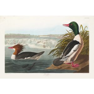 John James Audubon Birds of America Plate 331 Goosander Giclée Print