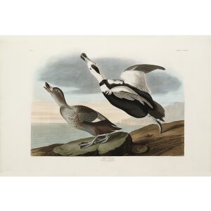 John James Audubon Birds of America Plate 332 Pied Duck Giclée Print