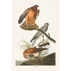 John James Audubon Birds of America Plate 356 Marsh Hawk Giclée Print