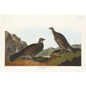 John James Audubon Birds of America Plate 361 Long tailed or Dusky Grouse Giclée Print