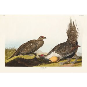 John James Audubon Birds of America Plate 371 Cock of the Plains Giclée Print