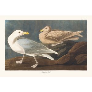 John James Audubon Birds of America Plate 391 Burgomaster Gull Giclée Print