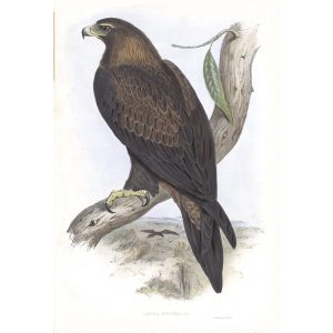 Wedge-tailed Eagle - Aquila Fucosa - John Gould Birds of Australia Volume 1 - Facsimile Giclee Print - Heritage Prints