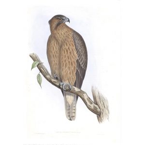 Little Australian Eagle - Aquila Morphnoides - John Gould Birds of Australia Volume 1 - Facsimile Giclee Print - Heritage Prints