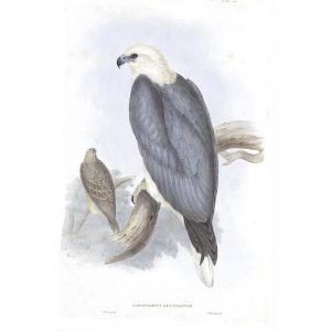 White-bellied Sea-eagle - Ichthiaetus Leucogaster - John Gould Birds of Australia Volume 1 - Facsimile Giclee Print - Heritage Prints