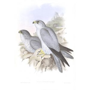 Grey Falcon - Falco Hypoleucus - John Gould Birds of Australia Volume 1 - Facsimile Giclee Print - Heritage Prints