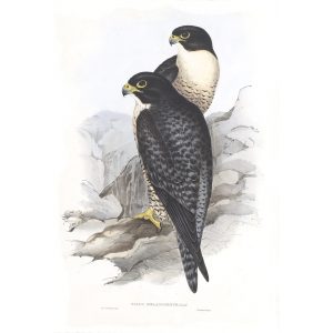 BIRDNAME- John Gould Birds of Australia Volume 2 - Facsimile Giclee Print - Heritage Prints