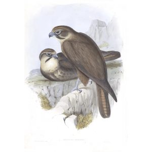 Brown Hawk - Ieracidea Berigora - John Gould Birds of Australia Volume 1 - Facsimile Giclee Print - Heritage Prints