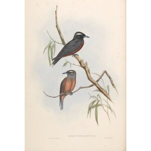 White-eyebrowed Wood Swallow 032 by John Gould. Birds of Australia. Museum quality giclee prints. Facsimile Giclee by Heritage Prints.