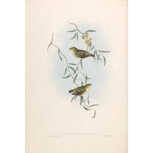 Forty-spotted Pardalote 037 by John Gould. Birds of Australia. Museum quality giclee prints. Facsimile Giclee by Heritage Prints.