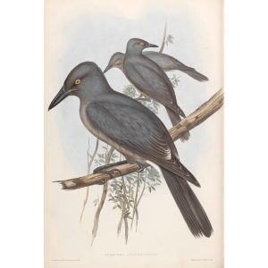 Grey Crow-Shrike 045 by John Gould. Birds of Australia Volume II. Museum quality giclee print. Facsimile. Heritage Prints