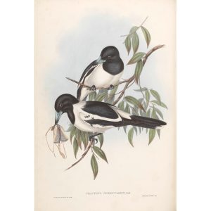 Black Throated Crow-Shrike 049 by John Gould. Birds of Australia Volume II. Museum quality giclee print. Facsimile. Heritage Prints