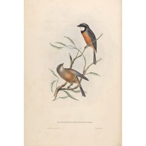 Banded Thickhead 067 by John Gould. Birds of Australia Volume II. Museum quality giclee print. Facsimile giclee. Heritage Prints.