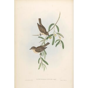 Plain-coloured Pachycephala 072 by John Gould. Birds of Australia Volume II. Museum quality giclee print. Facsimile giclee. Heritage Prints.