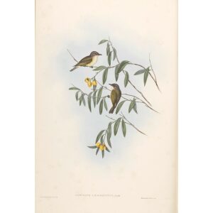 Green-backed Gerygone 102 by Gould. Birds of Australia, Volume II. Museum quality giclee prints. Facsimile Giclee. Heritage Prints.