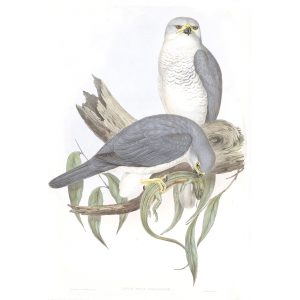 New Holland Goshawk - Astur Novae-Hollandiae - John Gould Birds of Australia Volume 1 014 - Facsimile Giclee Print - Heritage Prints