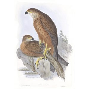 Radiated Goshawk - Astur Radiatus - John Gould Birds of Australia Volume 1 - Facsimile Giclee Print - Heritage Prints