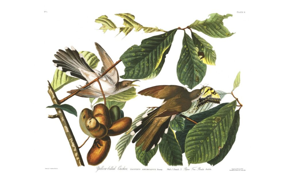 Audubon Part 1 includes the Yellow billed Cuckoo Facsimilee Giclee Print. Heritage Pints