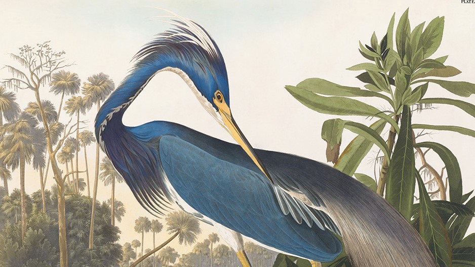 Audubon's Herons are alive. Louisiana Heron Plate 217. Facsimile Giclee Print. Heritage Prints