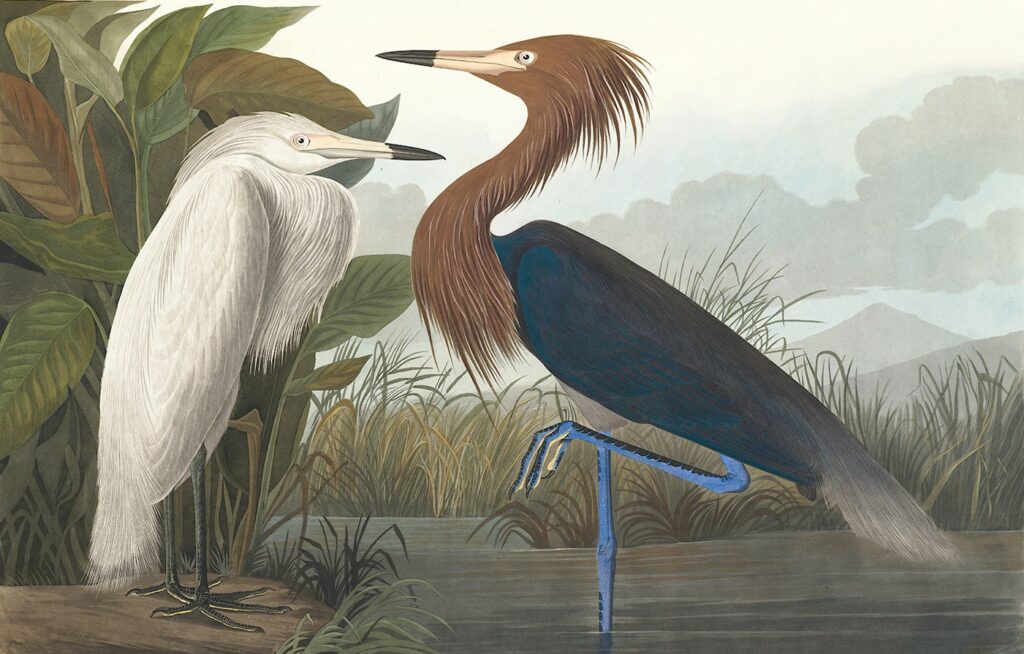 Audubon Purple Heron Plate 256. Audubon's Herons are alive. Facsimile Giclee Print