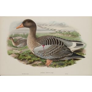 Grey Lag Goose Plate 001 by John Gould – Birds of Great Britain Volume 5, the Natatores. Museum quality giclee print. Facsimile Giclee