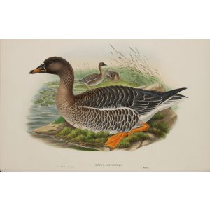 Bean-Goose Plate 002 by John Gould – Birds of Great Britain Volume 5, the Natatores. Museum quality giclee print. Facsimile Giclee