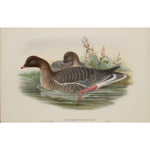 Pink-footed Goose Plate 003 by John Gould – Birds of Great Britain Volume 5, the Natatores. Museum quality giclee print. Facsimile Giclee