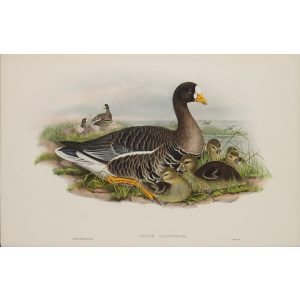 White-fronted Goose Plate 004 by John Gould – Birds of Great Britain Volume 5, the Natatores. Museum quality giclee print. Facsimile Giclee