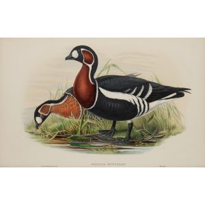 Red-breasted Goose Plat 006 by John Gould – Birds of Great Britain Volume 5, the Natatores. Museum quality giclee print. Facsimile Giclee