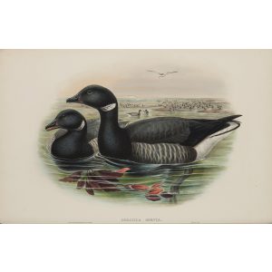 Brent Goose Plate 006 by John Gould – Birds of Great Britain Volume 5, the Natatores. Museum quality giclee print. Facsimile Giclee