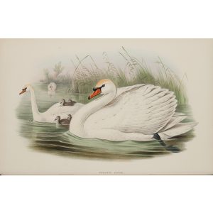 Mute Swan Plate 008 by John Gould – Birds of Great Britain Volume 5, the Natatores. Museum quality giclee print. Facsimile Giclee