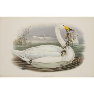 Wild Swan or Whooper Plate 009 by John Gould – Birds of Great Britain Volume 5, the Natatores. Museum quality giclee print. Facsimile Giclee