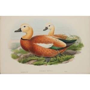 Ruddy Sheldrake Plate 012 by John Gould – Birds of Great Britain Volume 5, the Natatores. Museum quality giclee print. Facsimile Giclee