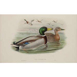 Mallard or Wild Duck 015 by John Gould – Birds of Great Britain Volume 5, the Natatores. Museum quality giclee print. Facsimile Giclee