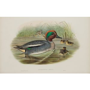 Teal Plate 016 by John Gould – Birds of Great Britain Volume 5, the Natatores. Museum quality giclee print. Facsimile Giclee