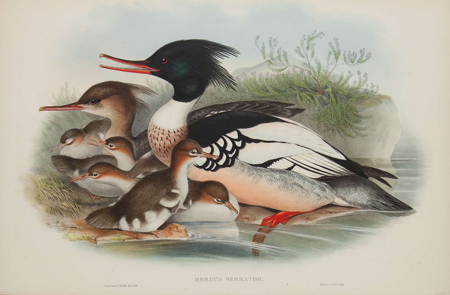 Merganser Plate 035 by John Gould – Birds of Great Britain Volume 5, the Natatores. Museum quality giclee print. Facsimile Giclee