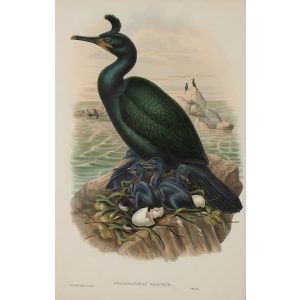 Crested Cormorant or Shag Plate 053 by John Gould – Birds of Great Britain Volume 5, the Natatores. Museum quality giclee print. Facsimile Giclee