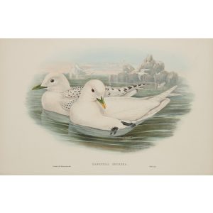 Ivory Gull Plate 062 by John Gould – Birds of Great Britain Volume 5, the Natatores. Museum quality giclee print. Facsimile Giclee