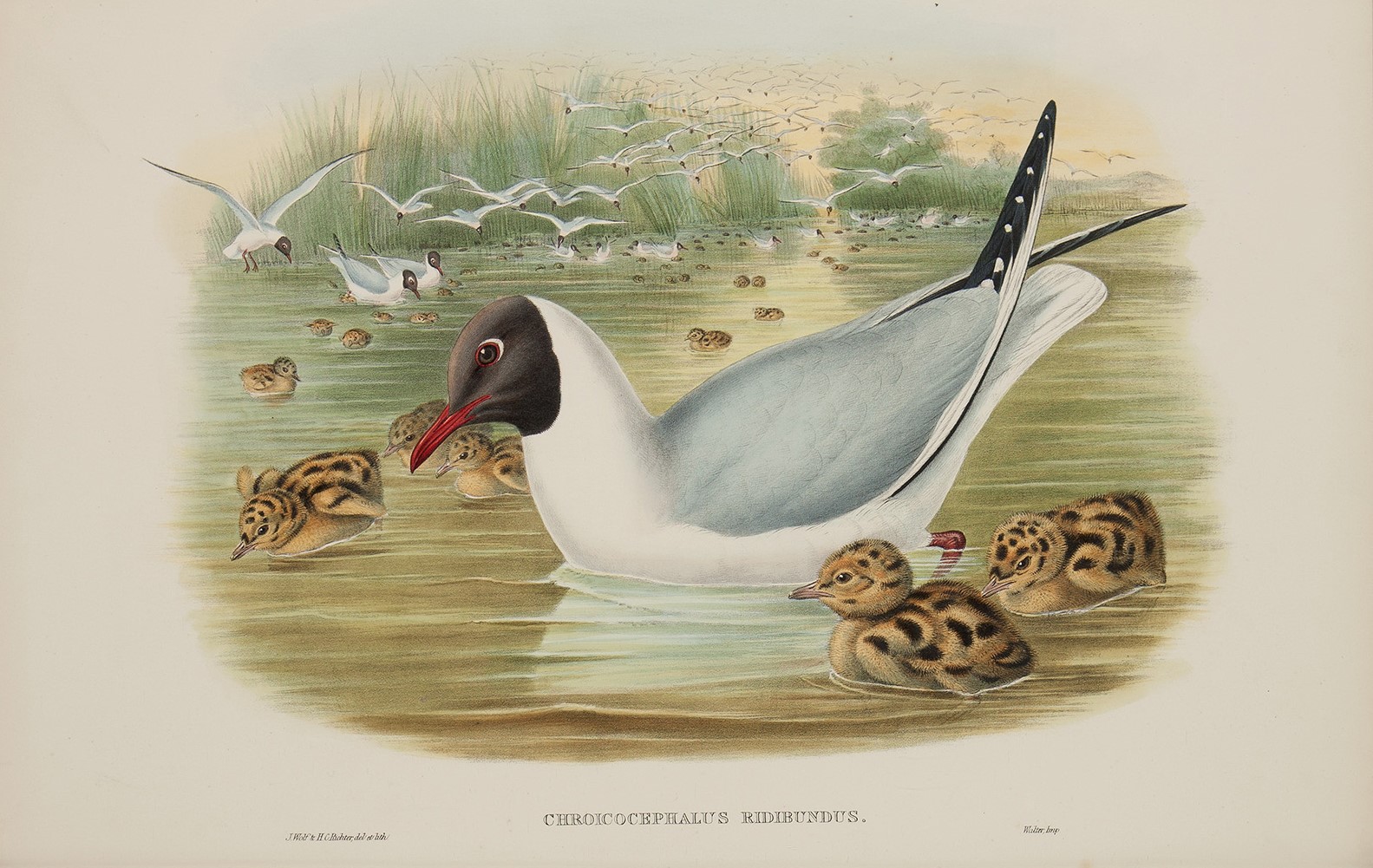 Black-headed Gull Plate 064 by John Gould – Birds of Great Britain Volume 5, the Natatores. Museum quality giclee print. Facsimile Giclee