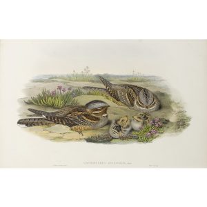 Nightjar or Goatsucker Plate 001 by John Gould – Birds of Great Britain Volume 2, the Insessores. Museum quality giclee print. Facsimile Giclee