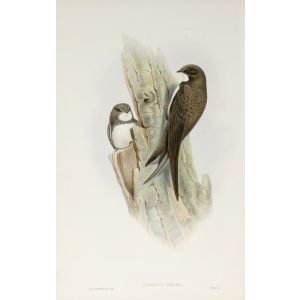 Alpine Swift Plate 004 by John Gould – Birds of Great Britain Volume 2, the Insessores. Museum quality giclee print. Facsimile Giclee