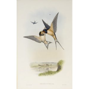 Swallow Plate 005 by John Gould – Birds of Great Britain Volume 2, the Insessores. Museum quality giclee print. Facsimile Giclee