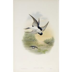 House-Martin Plate 006 by John Gould – Birds of Great Britain Volume 2, the Insessores. Museum quality giclee print. Facsimile Giclee