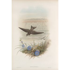 Sand-Martin Plate 007 by John Gould – Birds of Great Britain Volume 2, the Insessores. Museum quality giclee print. Facsimile Giclee