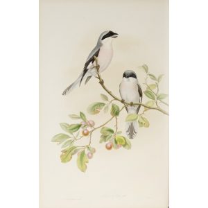 Rose-breasted Shrike Plate 014 by John Gould – Birds of Great Britain Volume 2, the Insessores. Museum quality giclee print. Facsimile Giclee